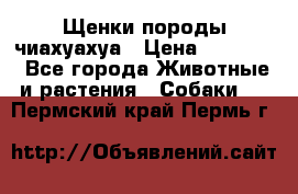 Щенки породы чиахуахуа › Цена ­ 12 000 - Все города Животные и растения » Собаки   . Пермский край,Пермь г.